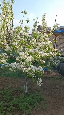 Цветут сады