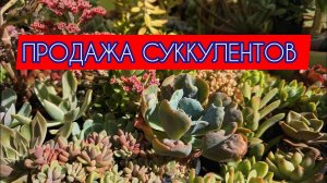 Суккуленты на продажу. Подробности в описании к видео
