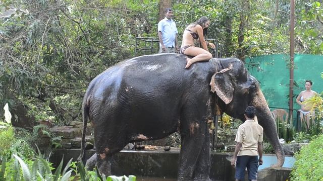Купание со слоном смотреть онлайн