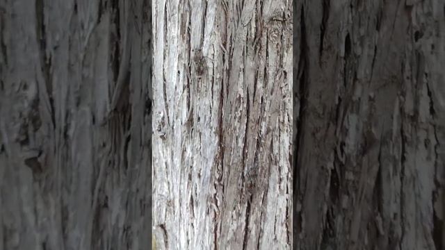 Поющие Цикады курорт Пицунда лето Абхазия смотреть онлайн