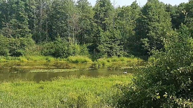 река Свислочь, Лошицкий парк лебеди и тишина смотреть онлайн