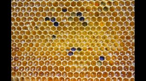 Атеросклероз, Прополис