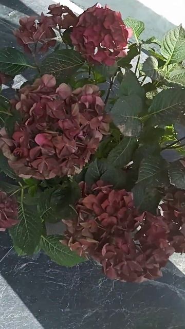 Очень крупная Гортензия , отель Курортный, Ессентуки25 июня 2023 г. смотреть онлайн