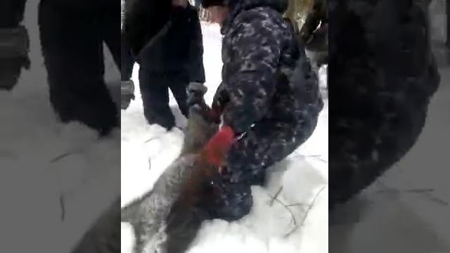 Охота на кабана смотреть онлайн