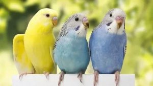 Обработка попугаев от очиного клеща или французская линька.