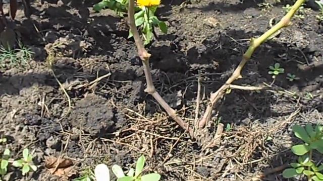 ВИНОГРАД ПРИОБРАЖЕНИЕ
