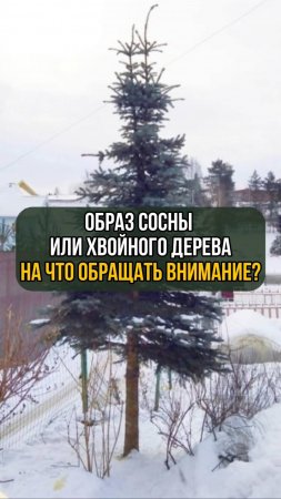Образ сосны или хвойного дерева. На что обращать внимание?