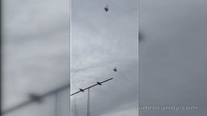 Голуби СВГ Петренко Владимира Николаевича станица Староминская