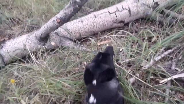 очередная прогулка) смотреть онлайн