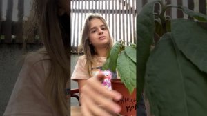 Мушмула выращивание