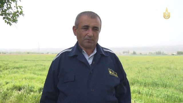 Полевые работы у земледельцев УППТ АГМК. смотреть онлайн