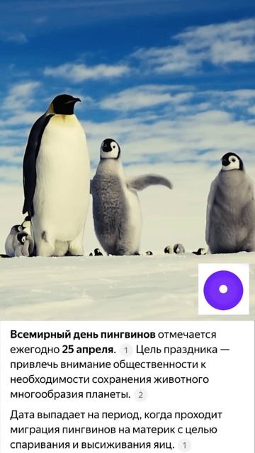 Заведи себе пингвина 🐧