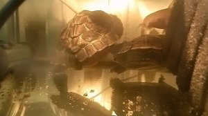 короткохвостые Красноухие черепахи 25-04-2025