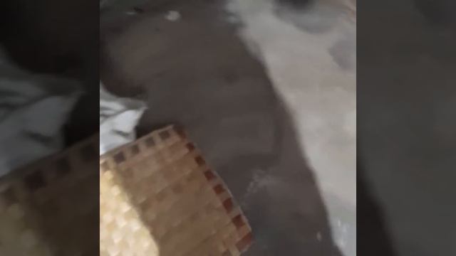 mongoose eating rat(my mongoose)animals/mongoose/viral смотреть онлайн