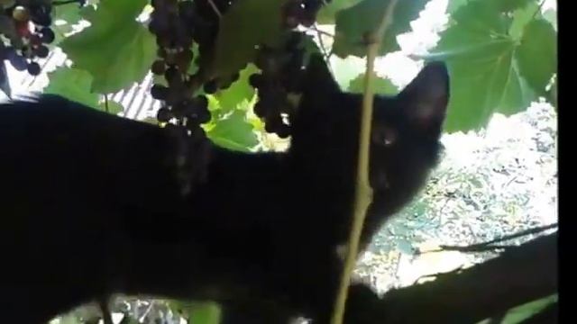 Чудо-котик Гризлик,дачное приключение(6.8.2015) смотреть онлайн