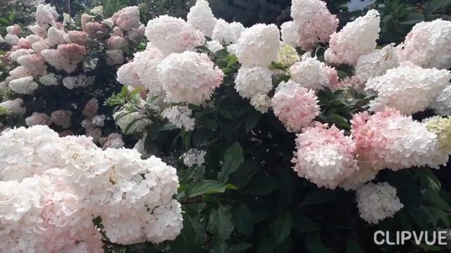 Выходной от домашних дел у пенсионерки тоже бывает.🙂👍 смотреть онлайн