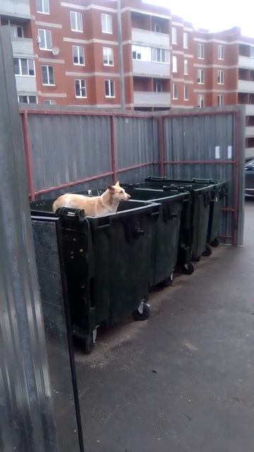 собака на помойке смотреть онлайн