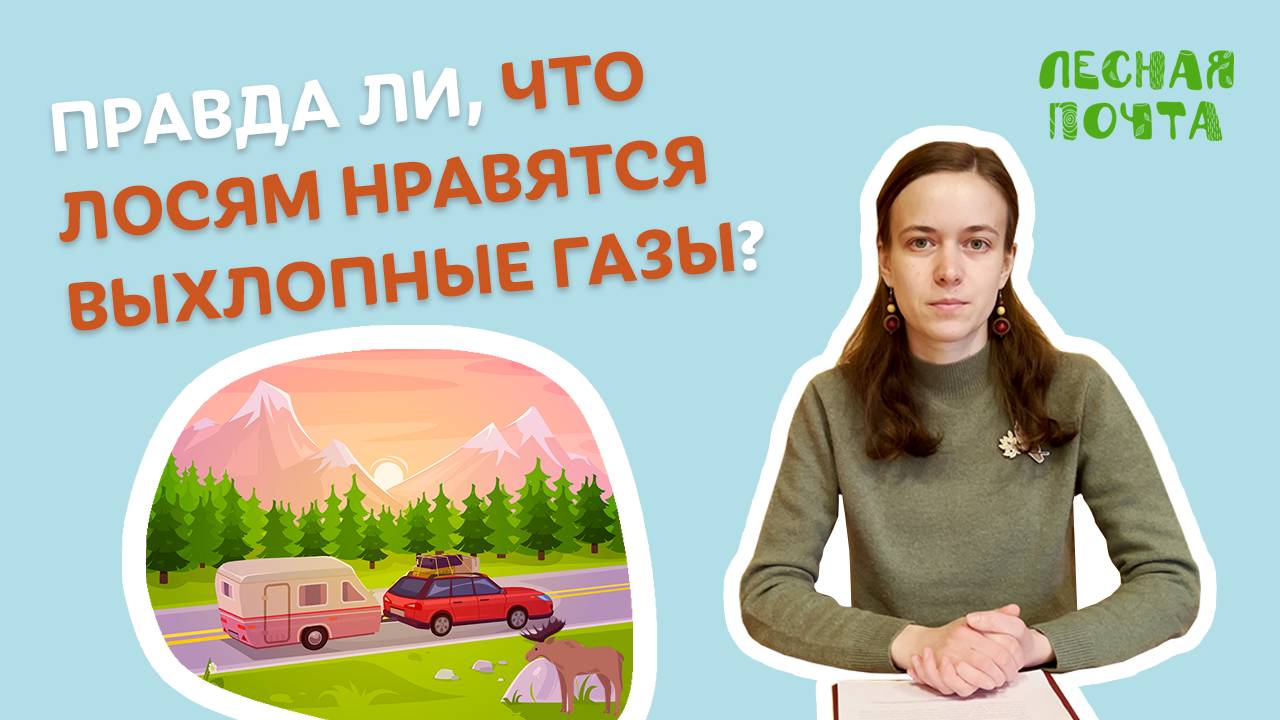 Правда ли, что лоси испытывают страсть к выхлопным газам? Лесная почта Лапландского заповедника
