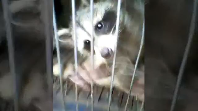 Еноты попрошайки смотреть онлайн