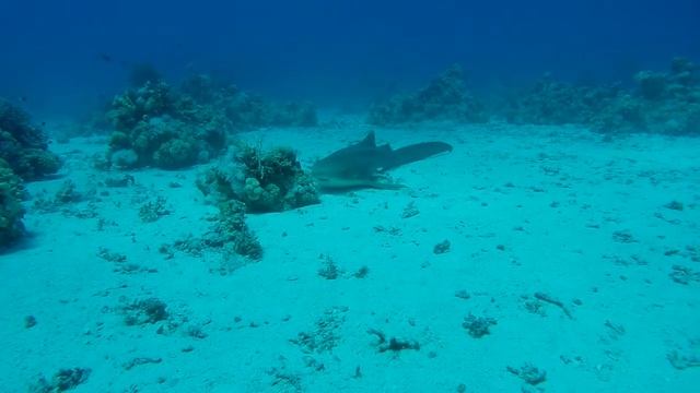 Leopardenhai ganz nah смотреть онлайн