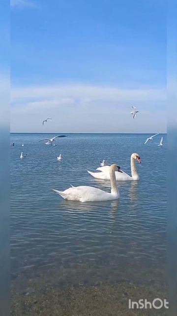 АНАПА. 9 марта 2023 г. Малая бухта. Пляж "Высокий берег". Лебеди. смотреть онлайн