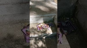 25.04.25. ... дворовые кошки