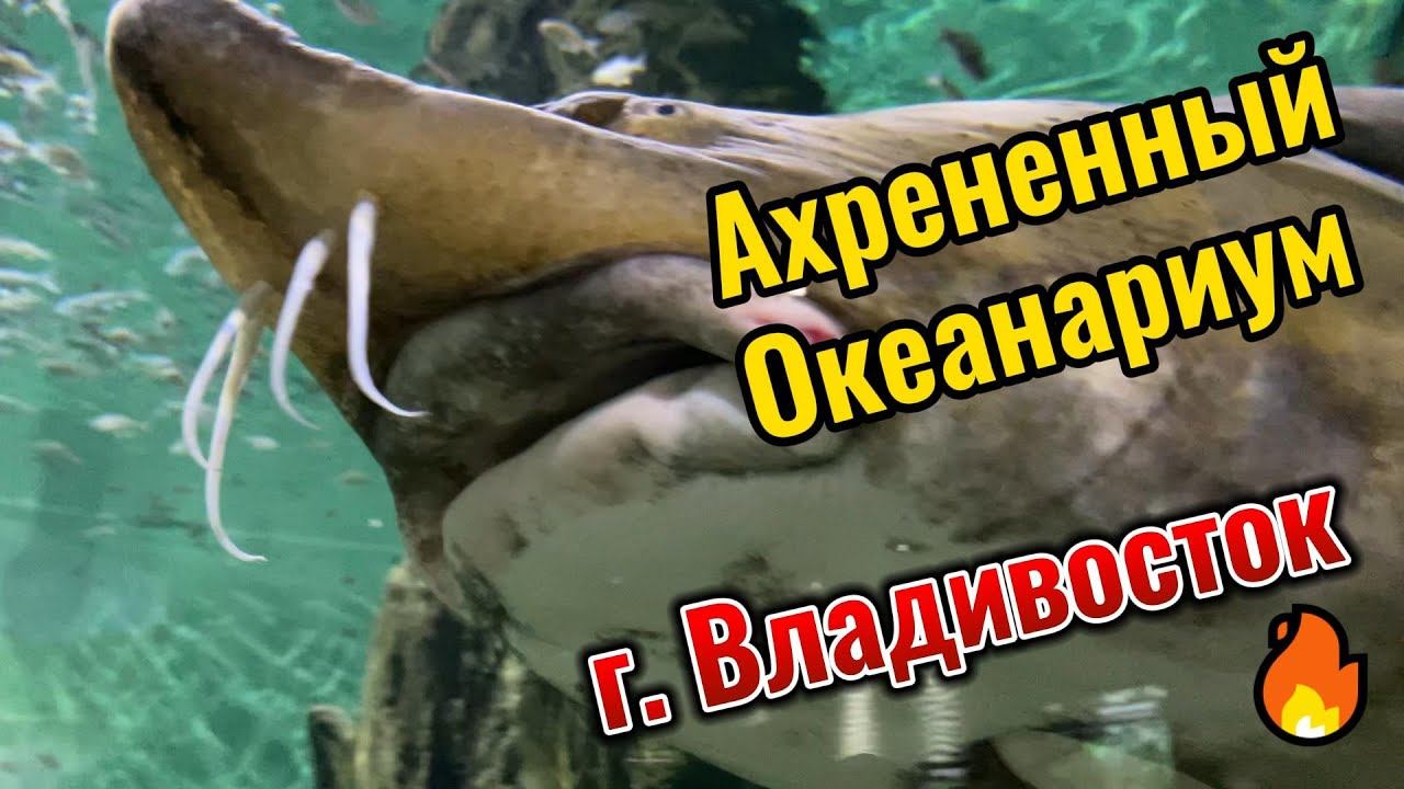 Ахрененный океанариум г. Владивосток