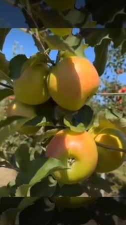 #Созиданьедляпроцветанья
Обращенье к яблоням и грушам