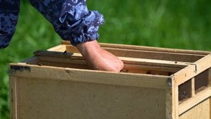 Как мы делаем пчелопакет | Пчеловодческое хозяйство Антона Кима