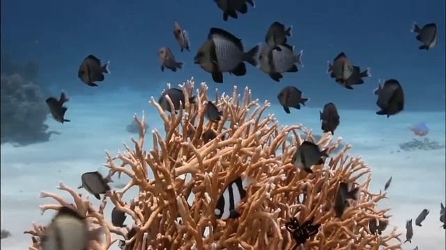 Wreck Reef - Coral Sea смотреть онлайн