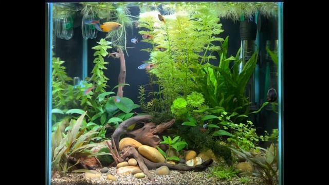 Neon tetras,Harlequin Rasboras,Honey Gourami,Red cherry shrimps and snails - It's a feeding time смотреть онлайн