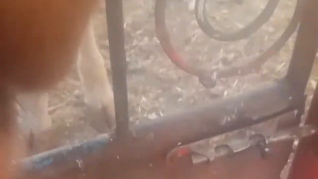 Корова Марио фырчит смотреть онлайн