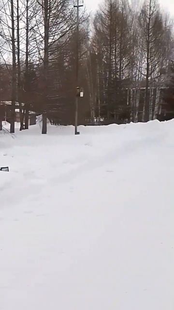 Мама и мамонтенок!#мама#мамонтенок#зима#холод#пвр#сибирь#гуляем#санаторий#коммунальник#фигуры смотреть онлайн