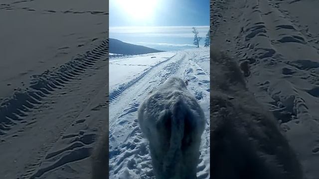 Балыктуюль 2018