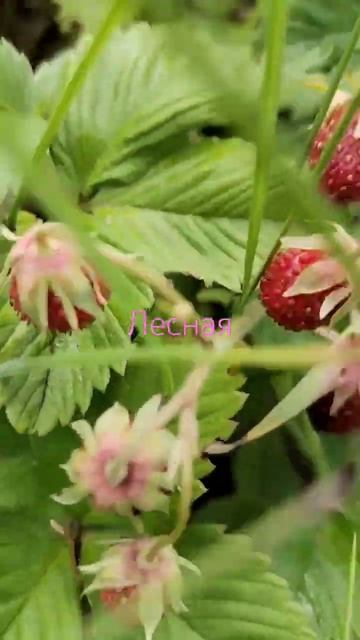 #кузбасс #клубника смотреть онлайн