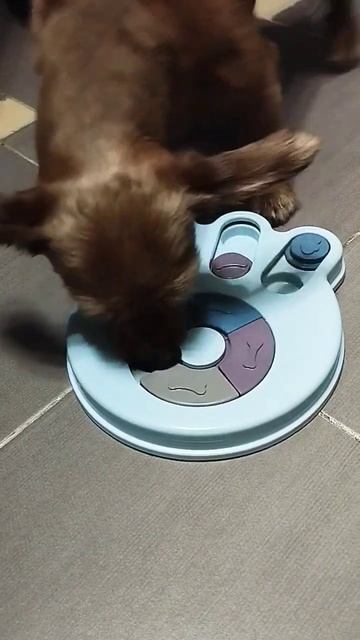 #status #shortvideo #тренды #любовь #смех #животные #игра #мем смотреть онлайн