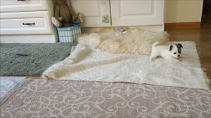 Мини чихуахуа. Тамара.