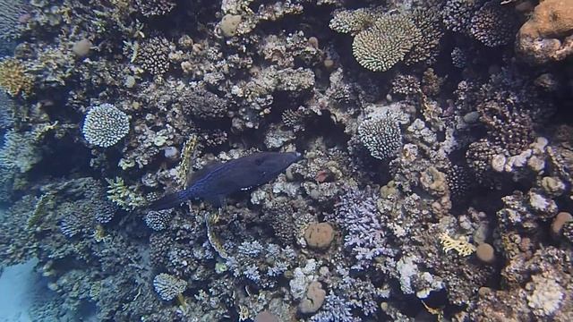 Расписной алутер на рифе отеля Хэппи лайф вилладж Дахаб смотреть онлайн