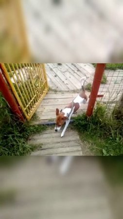 Джек Рассел терьер. Дрессировка и обучаемость