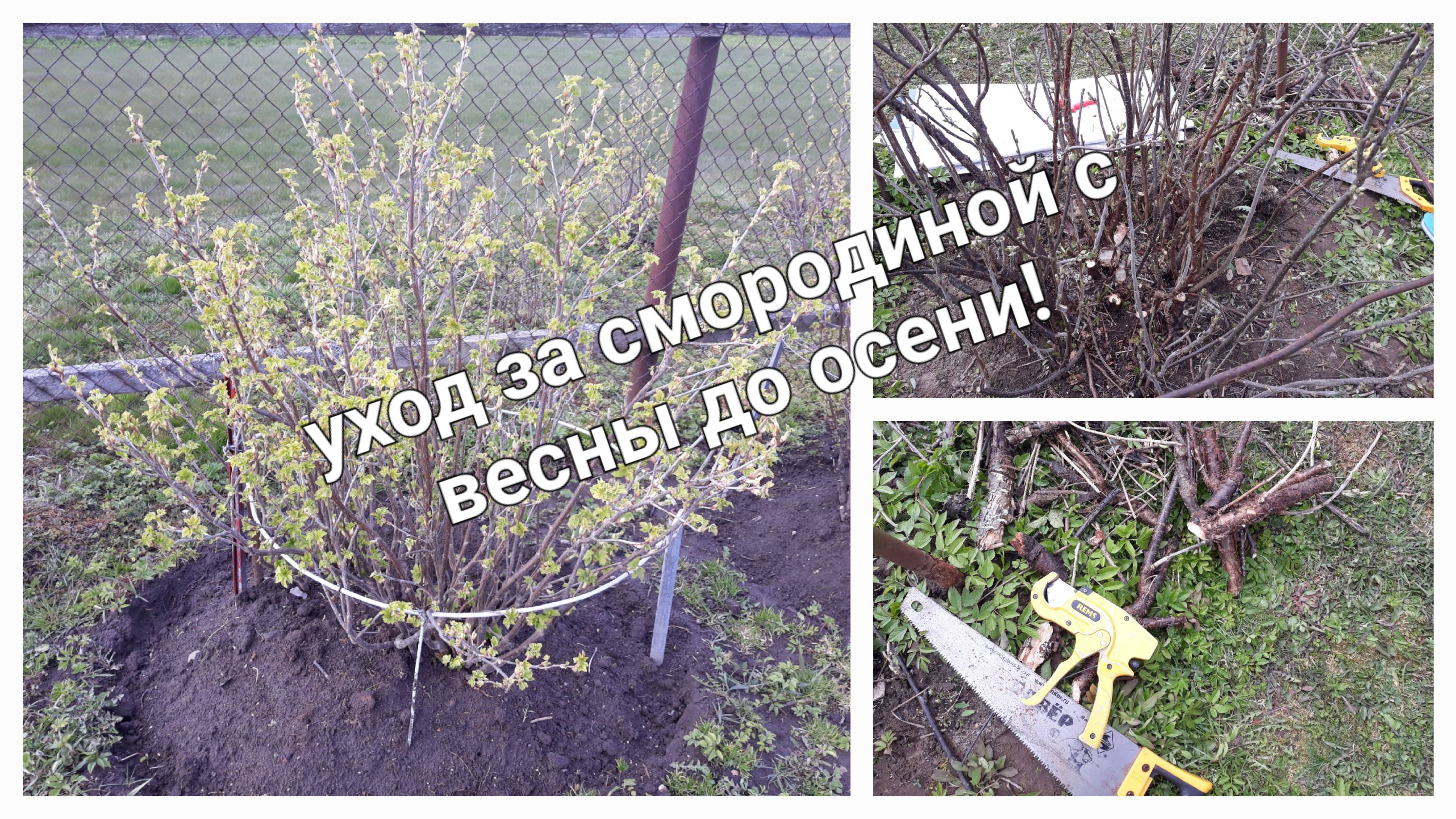 Уход за смородиной весной, летом и осенью. Как ухаживать что бы получить большой урожай.
