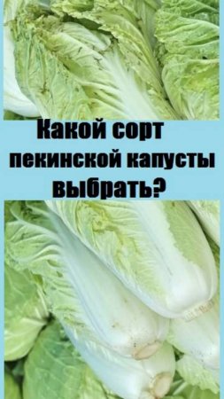 Какой сорт ПЕКИНСКОЙ КАПУСТЫ дает гарантию урожая