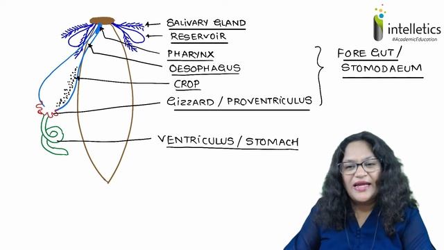 Digestive System of Cockroach | Prof. Anagha Kulkarni | 11th Science | NEET | Study of Animal Types смотреть онлайн
