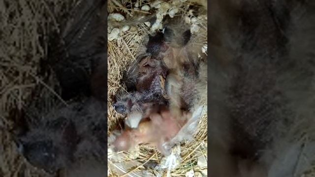 Live: Zebra Finch Nest with 4 Newborn Chicks – Watch Now смотреть онлайн