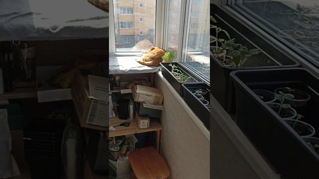Кошка в лоточке.