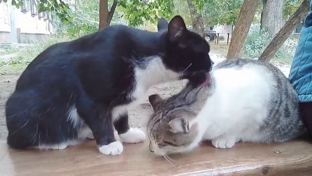 Кошачьи нежности / Cat tenderness / котячі ніжності