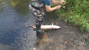 Рыбалка на спиннинг в Анжеро-Судженске. Вторая большая щука за последнюю неделю #рыбалка #fishing
