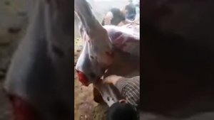 Как разделывают корову за 5минут