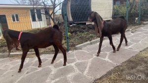 Козлики камори, др 27.12.24, продажа, тел 89823483265