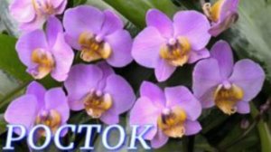 №1071/ СВЕЖАЯ поставка ОРХИДЕЙ и комнатных РАСТЕНИЙ в с/ц РОСТОК