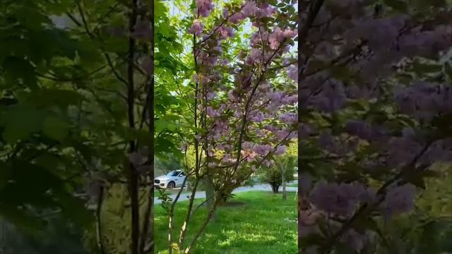 Какая красота!!!! Цветение сакуры в Анапе!!!